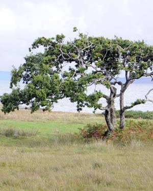 Mull oak tree