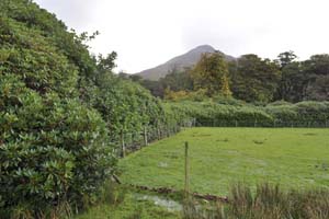 Rhododendron encroachment