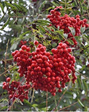 Rowan tree