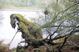 uprooted birch tree