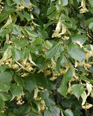 Lime flowers