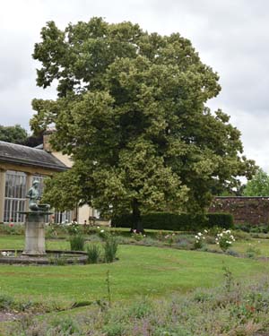 Broad leaved lime