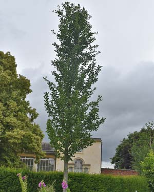 Gingko