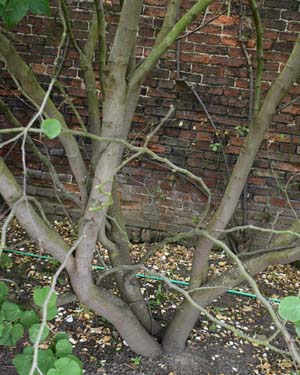 Cercis canadensis