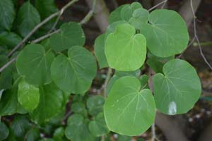 Cercis canadensis