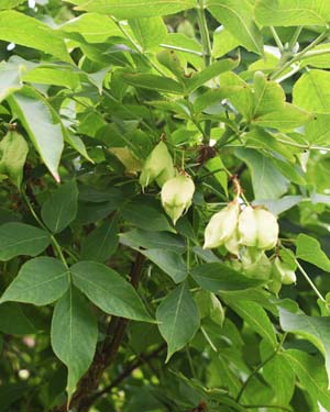 Staphylea pinnata