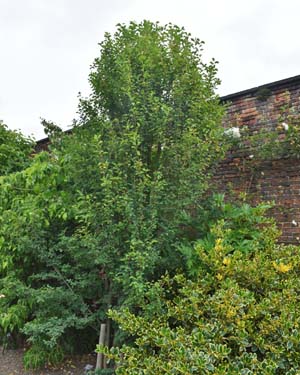Amelanchier alnifolia