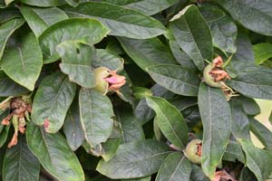 Medlar