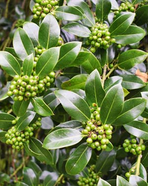 Holly berries