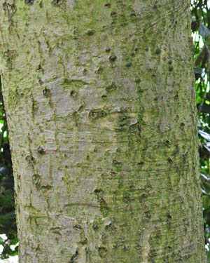 Holly trunk