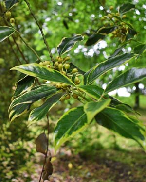 Ilex altaclerensis
