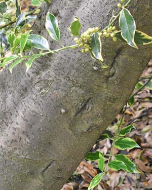 ilex altaclerensis