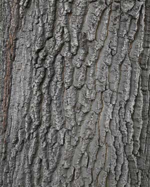 Turkey oak