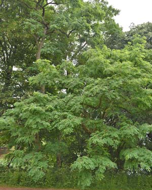 Robinia pseudoacacia
