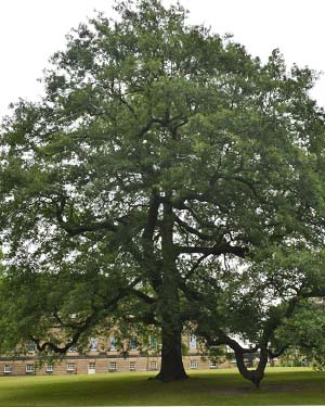 Turkey oak