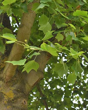 Tulip tree