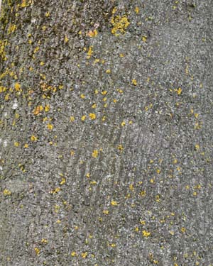 Tulip tree