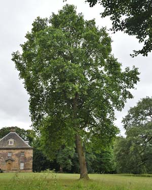 Liriodendron