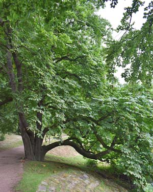 Horse chestnut