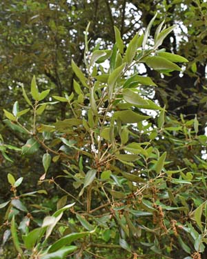Quercus ilex