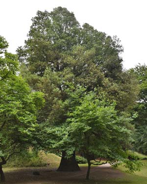 Holm oak