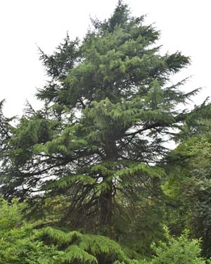 Cedar