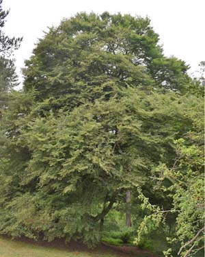 Cut-leaved beech