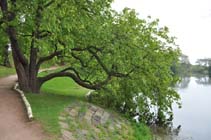Horse chestnut Nostell Priory