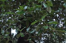 Holm oak leaves