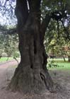 Holm oak Nostell Priory