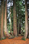 Red Cedar Glamis