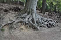 Beech roots Newmillerdam