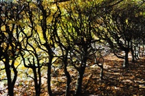 Dunkeld Hermitage