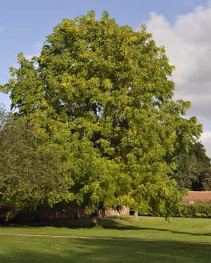 American black walnut