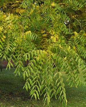 American black walnut leaves