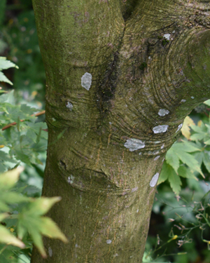 Acer palmatum