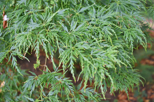 Acer palmatum dissectum