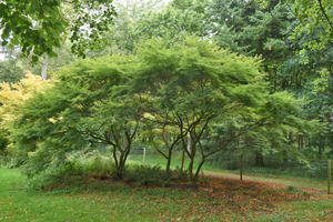 Acer palmatum dissectum