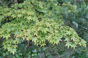 Acer palmatum