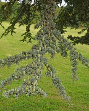 Female Atlas cedar cone 