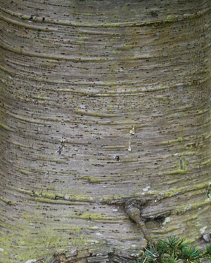 Cedar of Lebanon