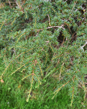 Needles on the Cedar of Lebanon