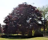 Copper beech