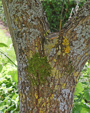 Golden rain tree