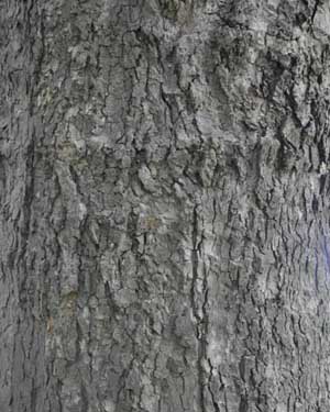 London Plane leaves and bark