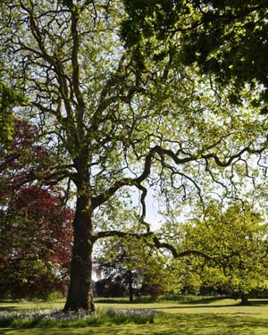 London plane