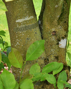 Magnolia Loebneri