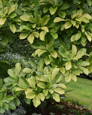 Magnolia loebneri