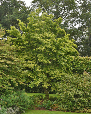 Magnolia Loebneri