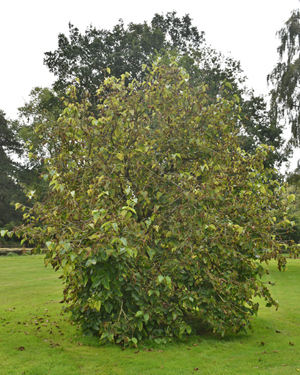 Black mulberry